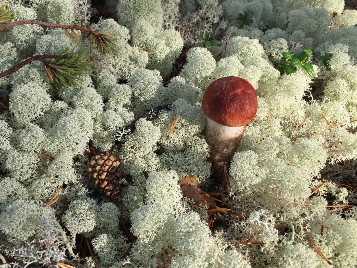 Ягель Олений мох