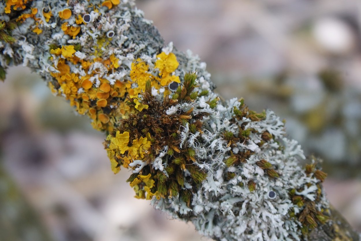 Накипные лишайники