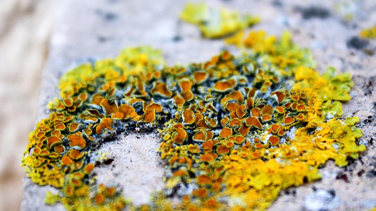 Лишайник ягель