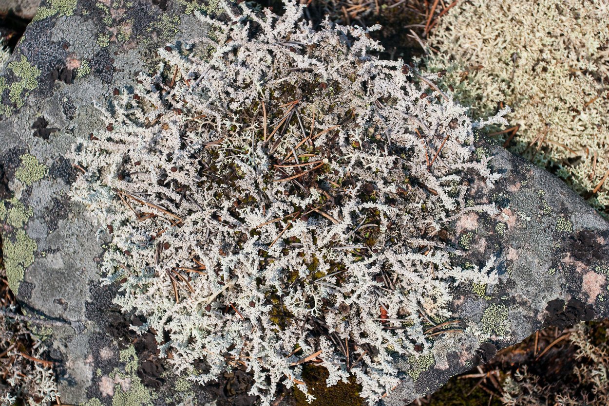 Ягель лишайник дерево