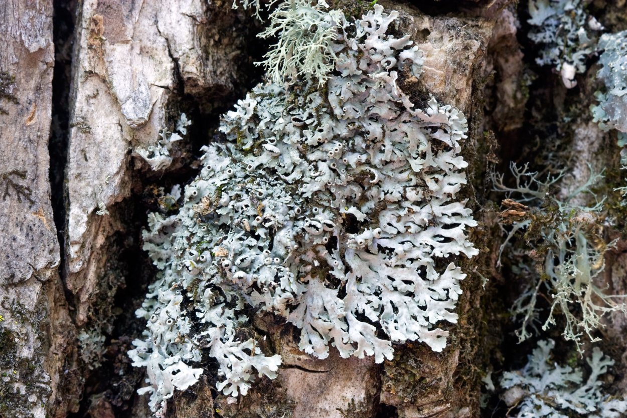 Фисция лишайник