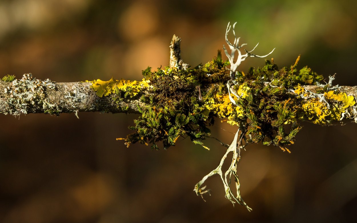 Ризокарпон географический Rhizocarpon geographicum