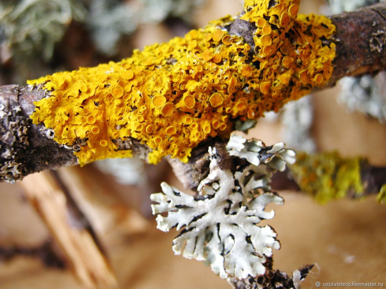 Лихенизированные грибы лишайники