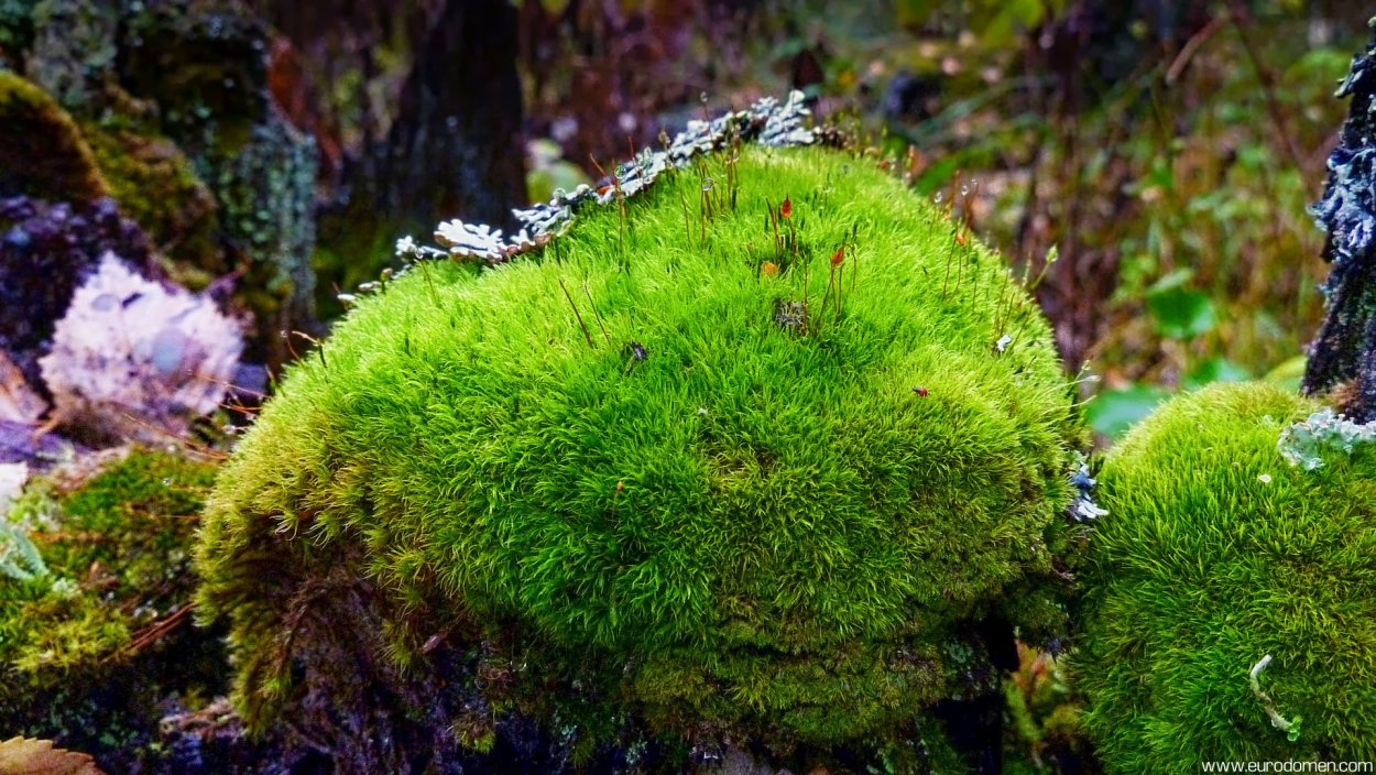 Лишайник сфагнум