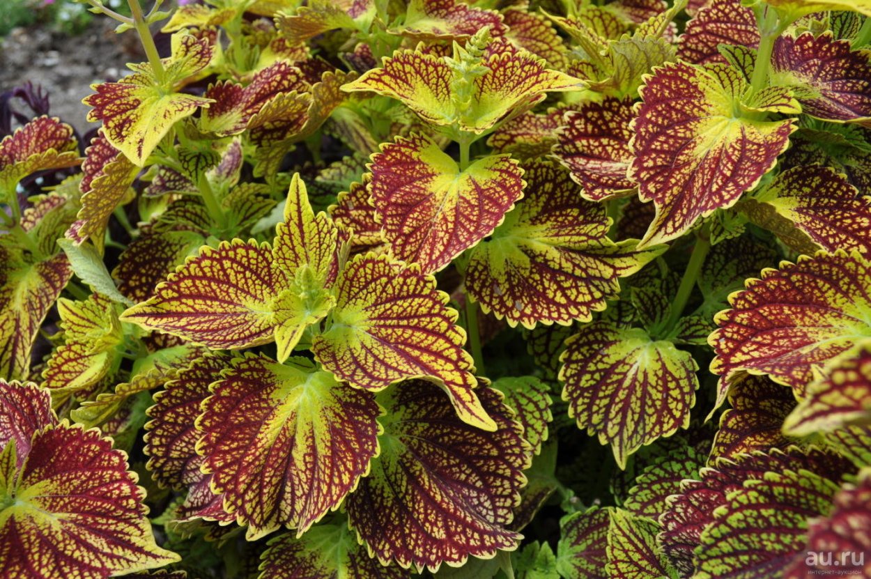 Колеус Ренельта