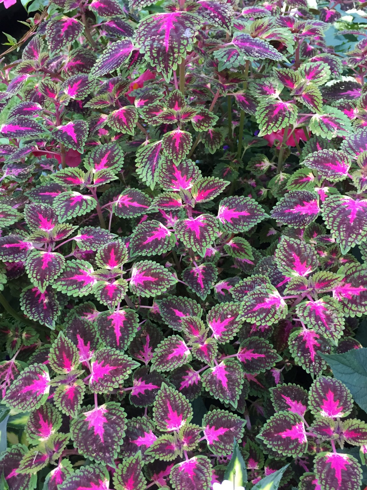 Колеус колеус pele