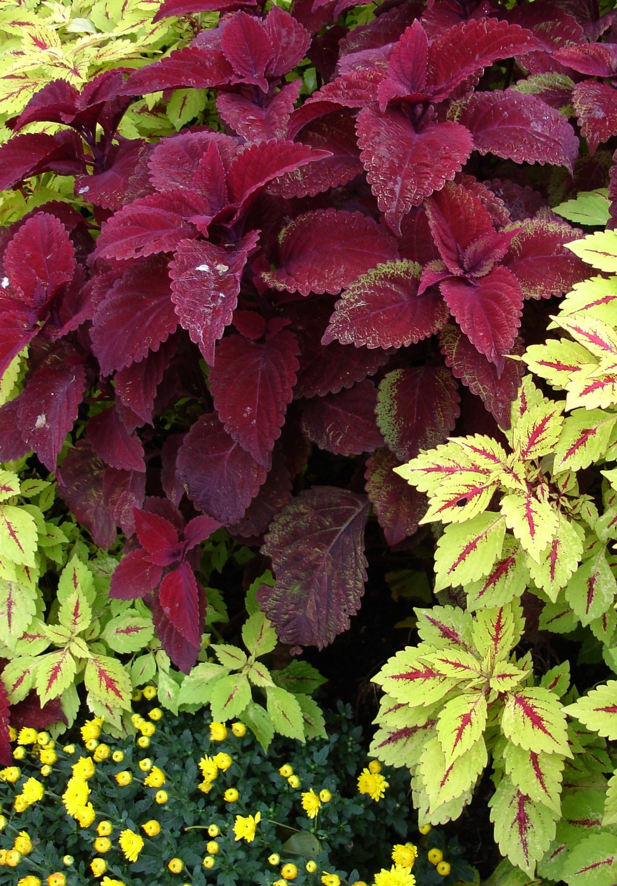 Колеус тропическое растение?