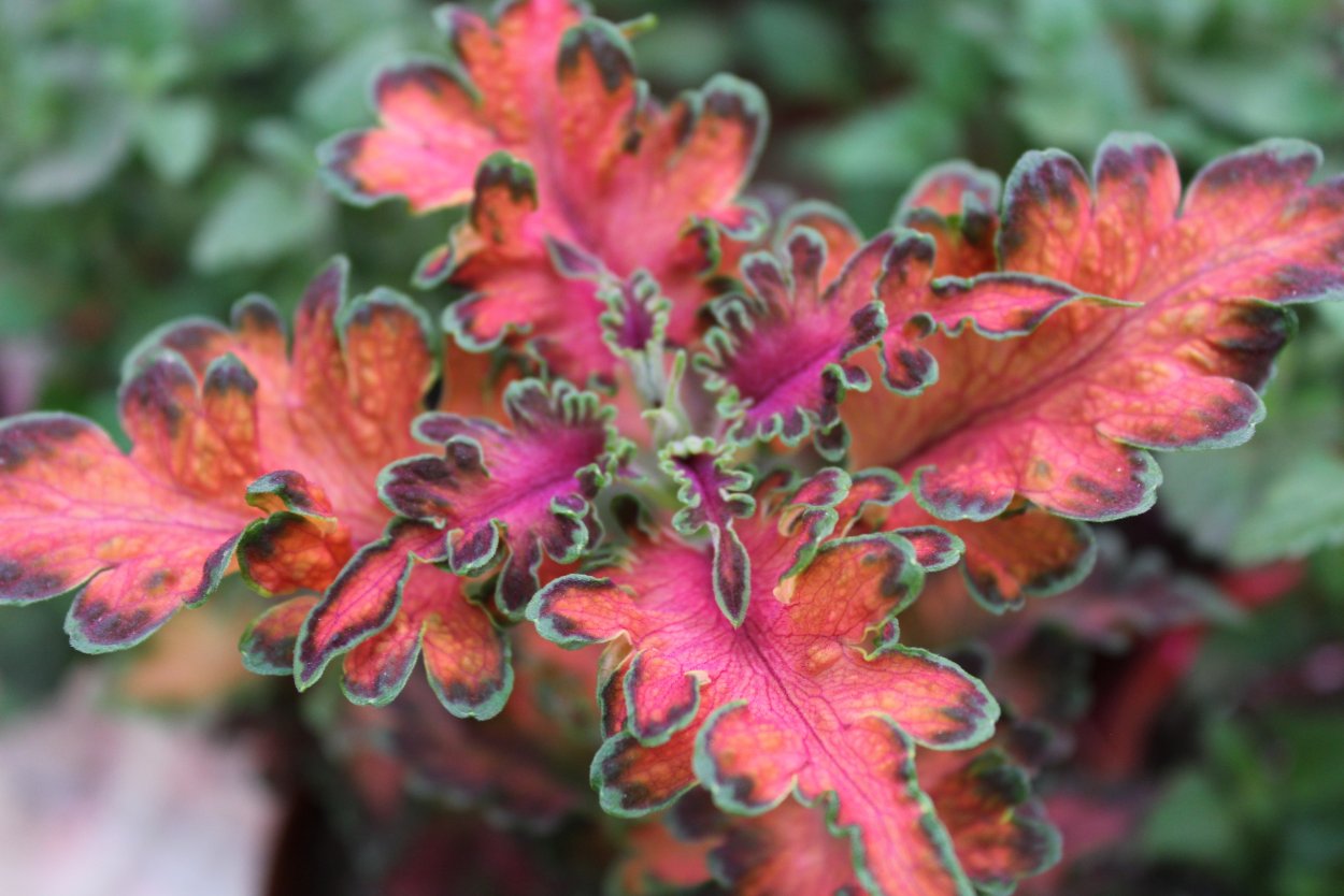 Колеус Juliet Quartermain