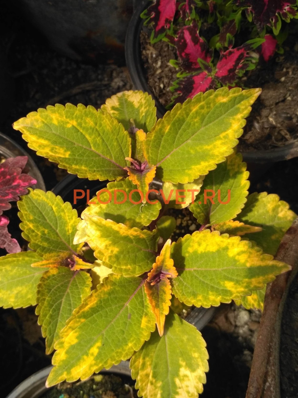 Колеус Элферс