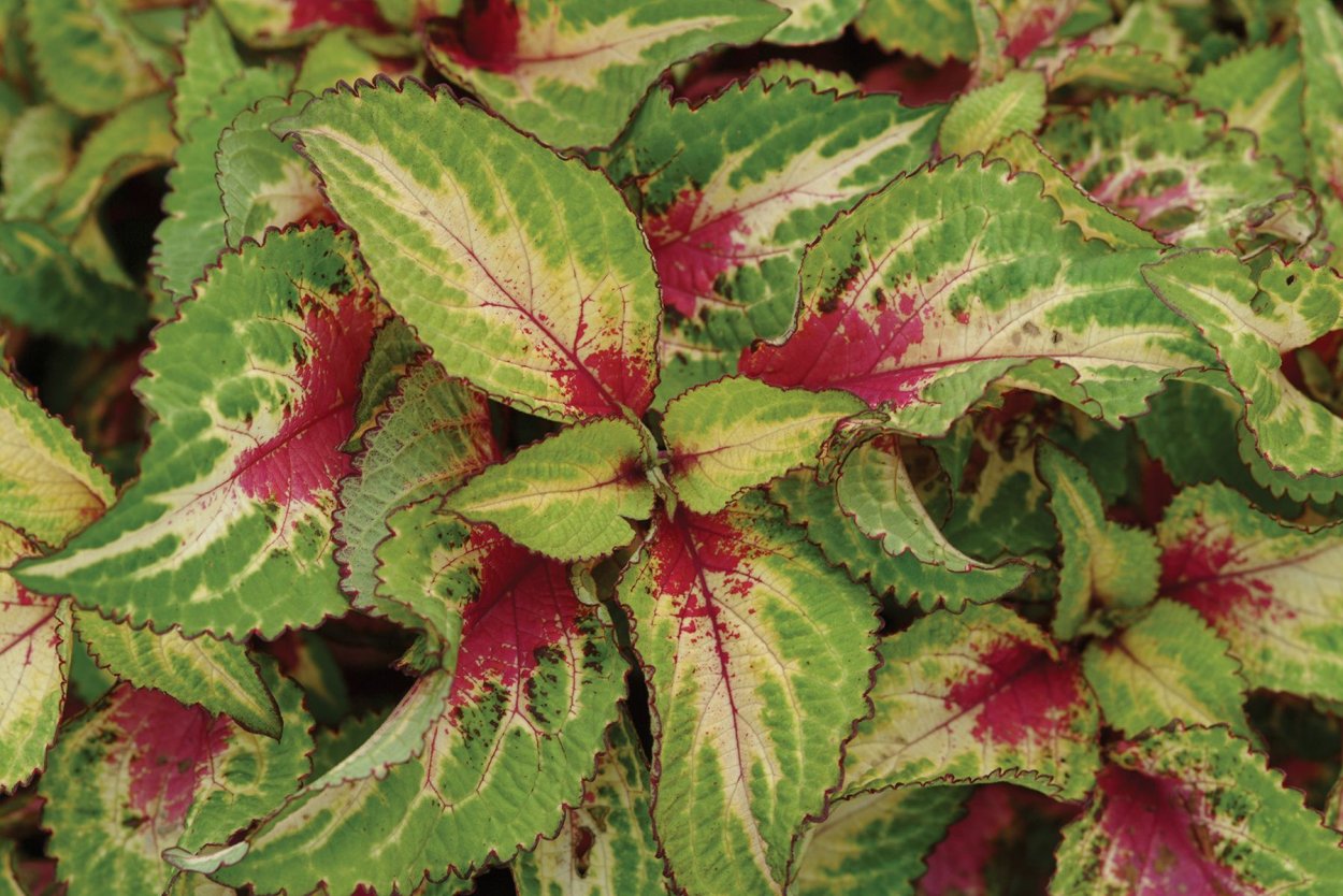 Колеус el Brighto