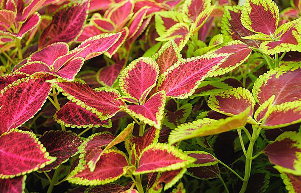 Колеус форсколии