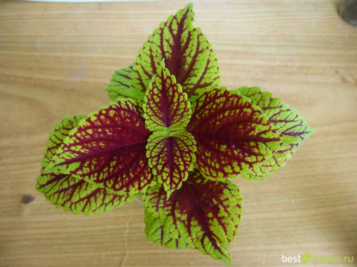 Колеус Грин шартрез