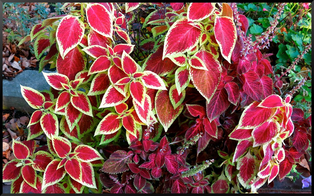 Колеус Блюма