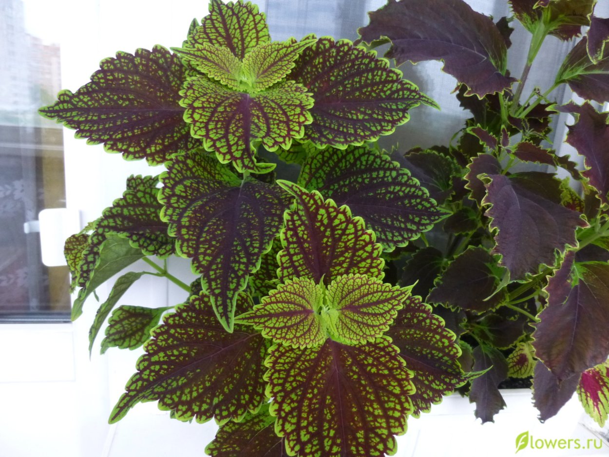 Колеус Мейн стрит