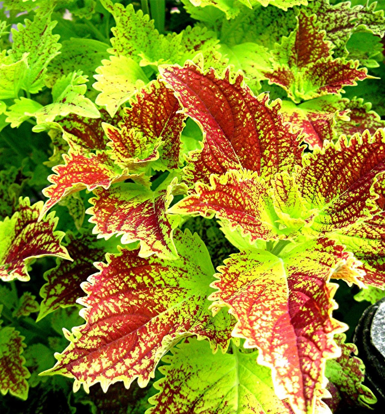 Колеус Solenostemon Jitters