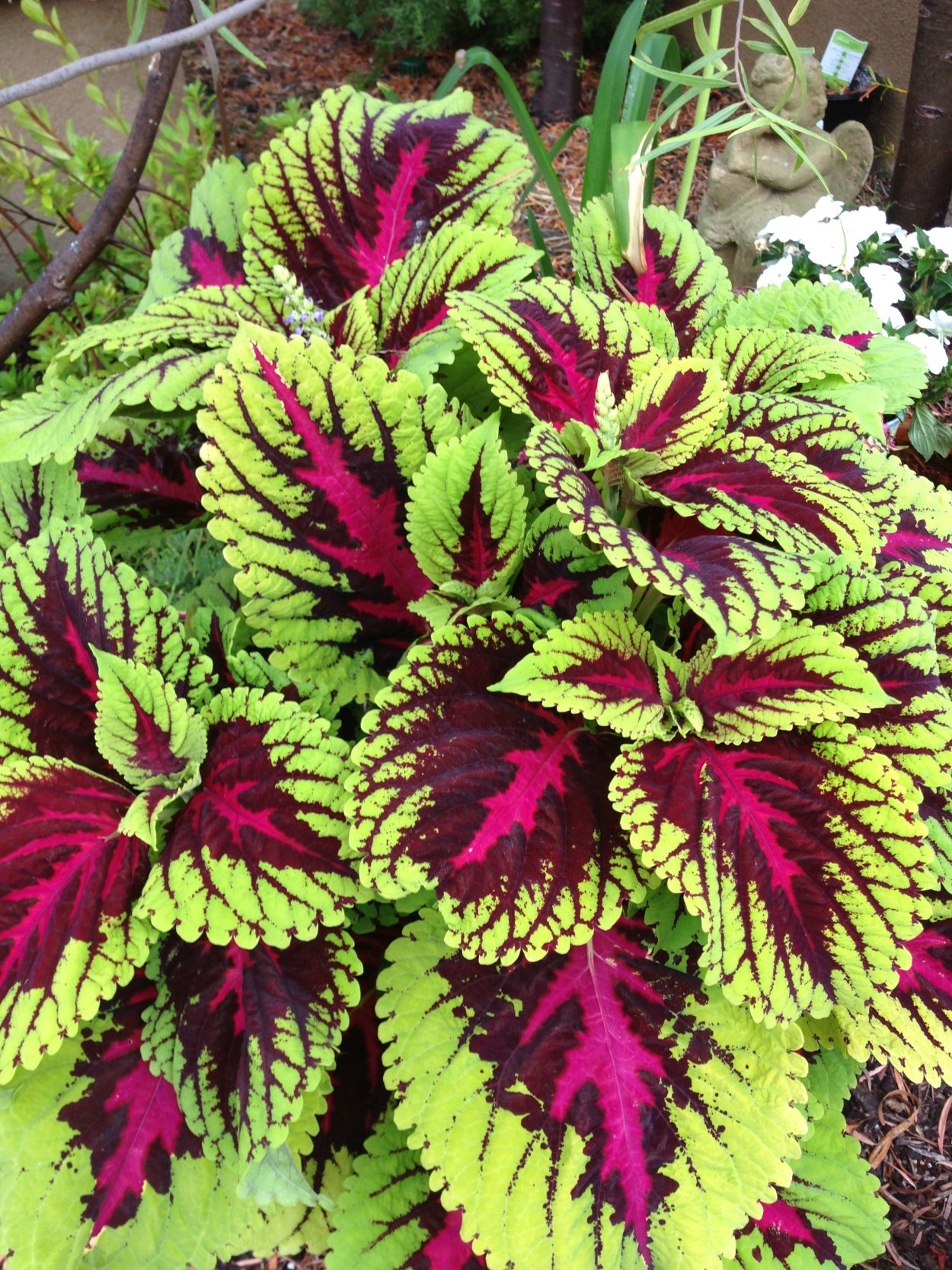 Колеус Premium Sun Rose Lime Magic