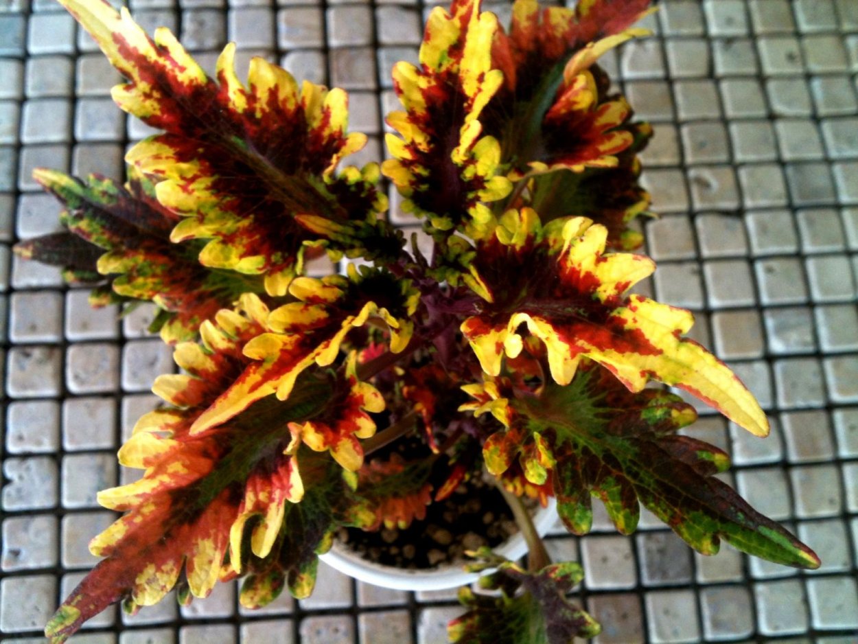 Coleus Volcano колеус