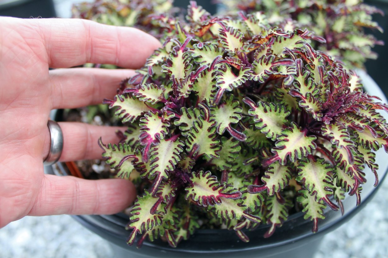 Колеус Ренельта