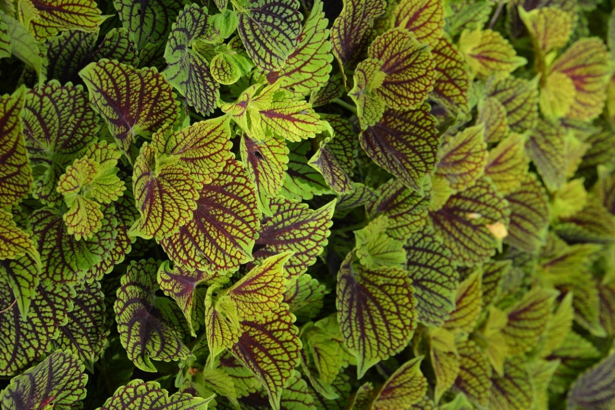 Колеус Марипоза