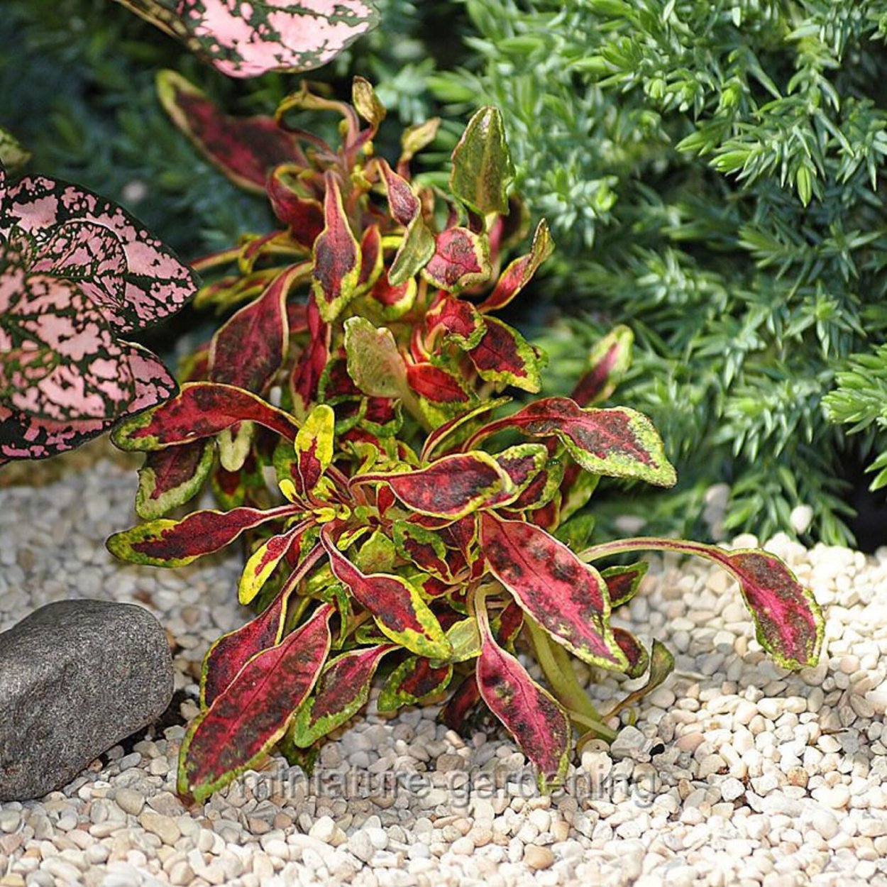 Колеус Tabasco