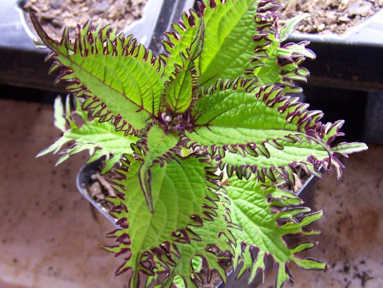 Колеус Coleus Rose