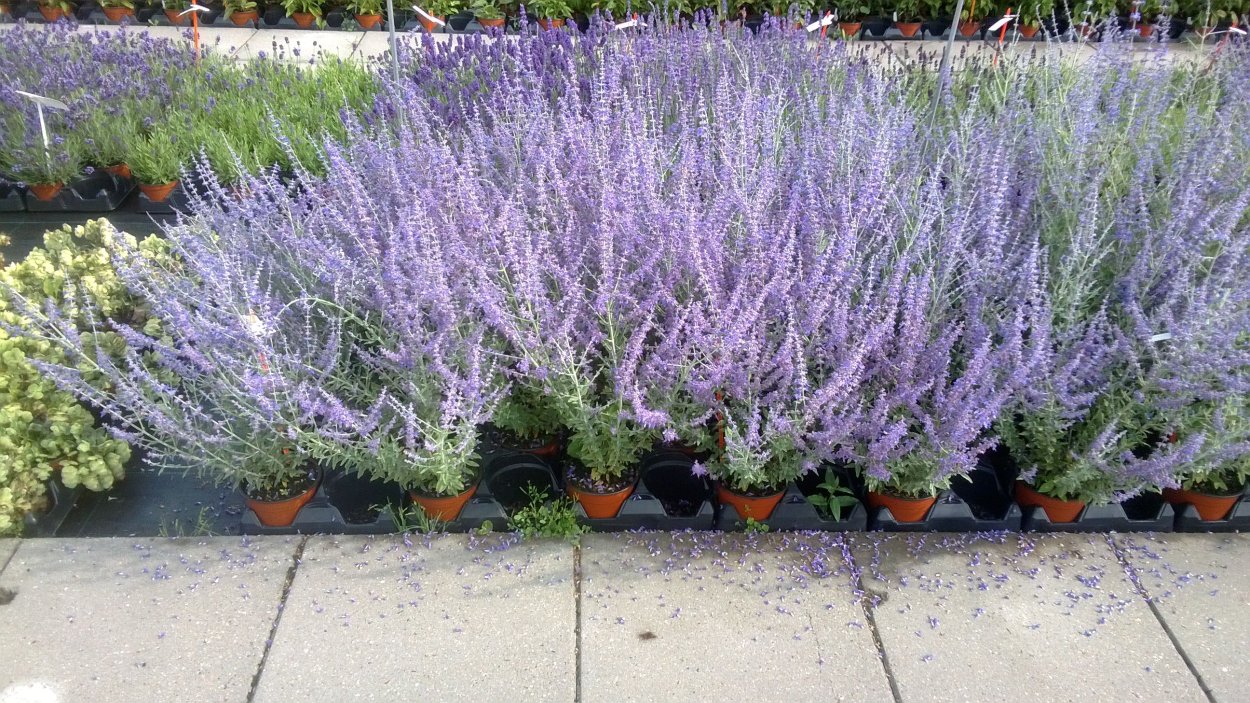 Перовския atriplicifolia