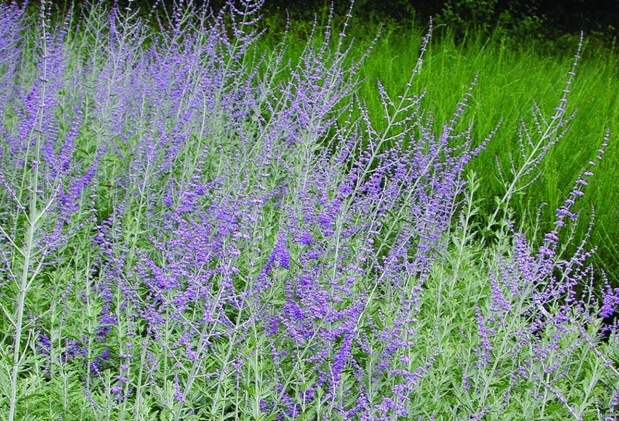 Перовския Блю Спайр