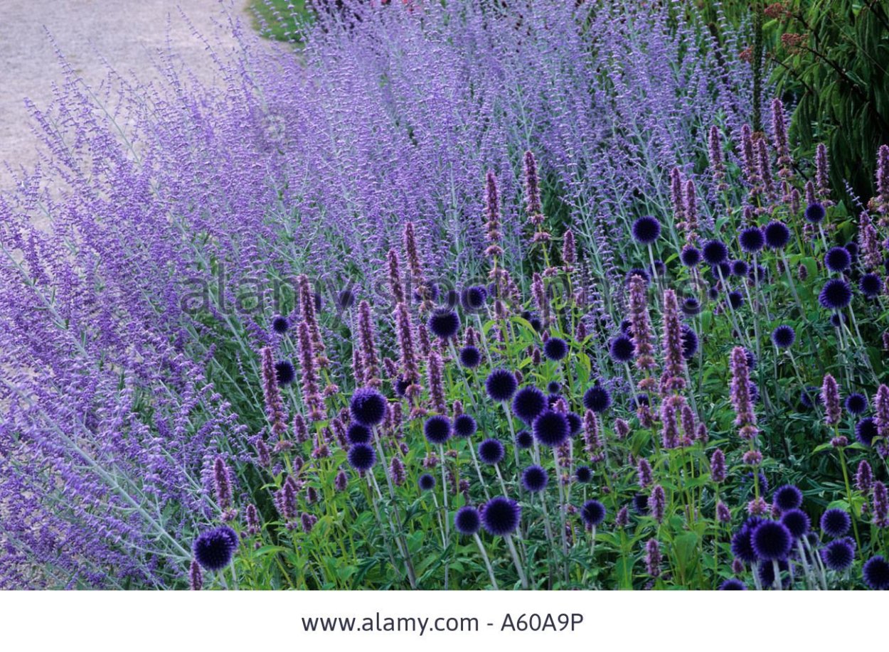 Шалфей Блю Спайр