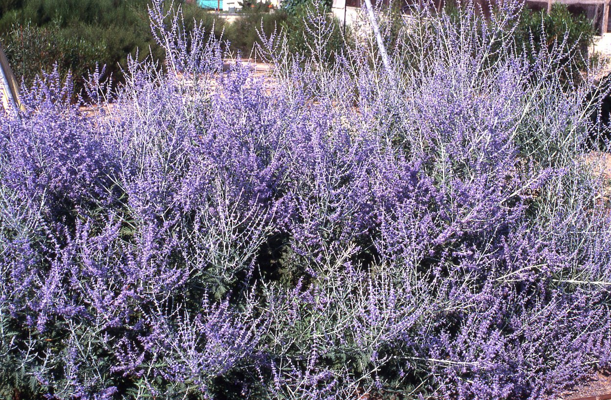 Перовския Литтл Спайер