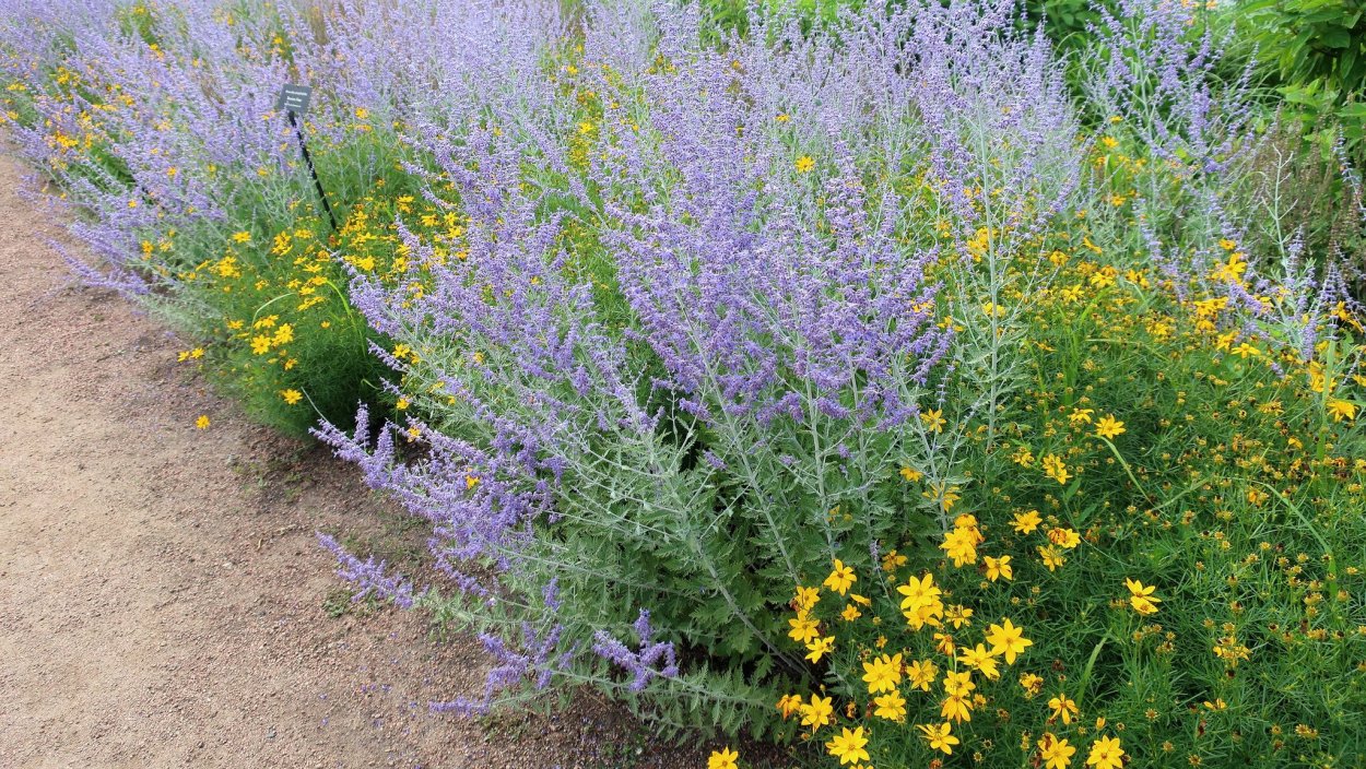 Перовския (сорт 'Blue Steel')