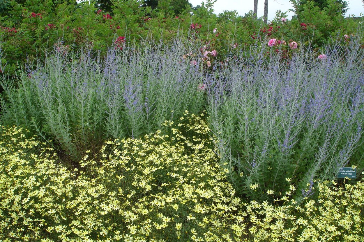 Перовския лебедоли...