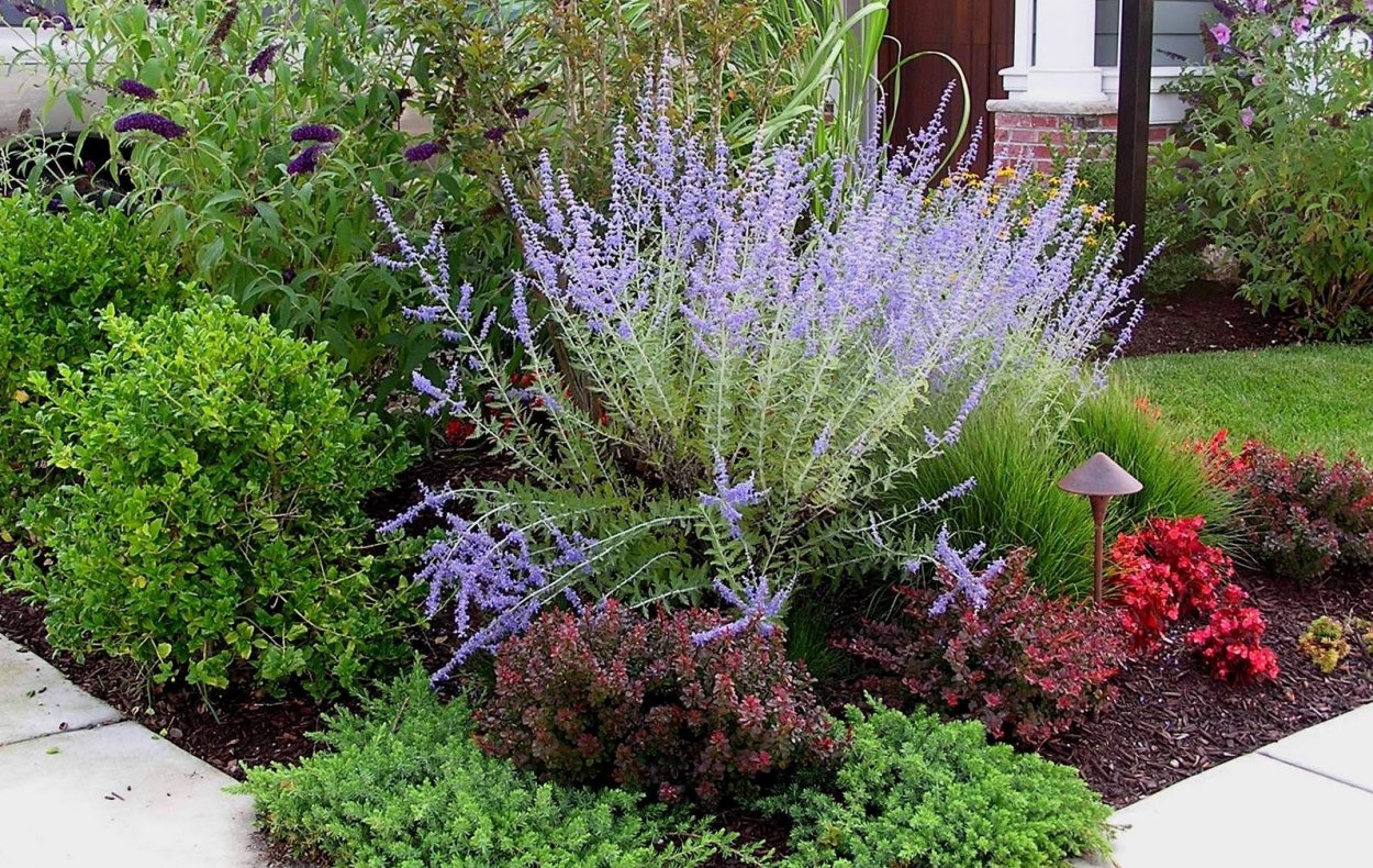 Перовския Perovskia atriplicifolia "Rocketman"