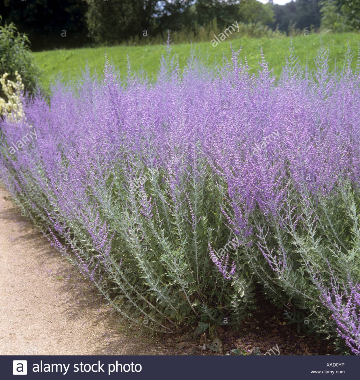 Перовския лебедолистная Лейси Блю