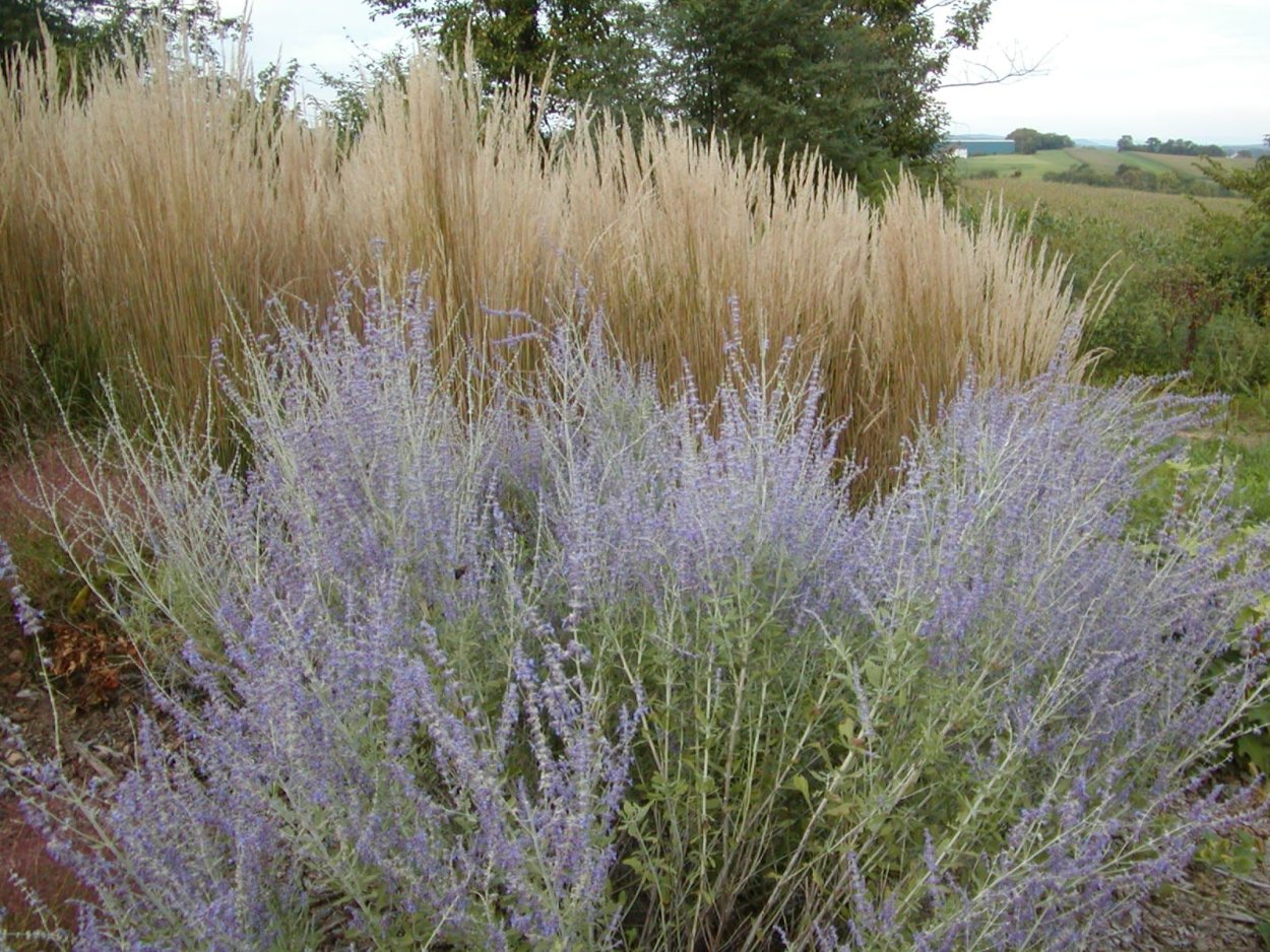 Котовник шалфей и злаки