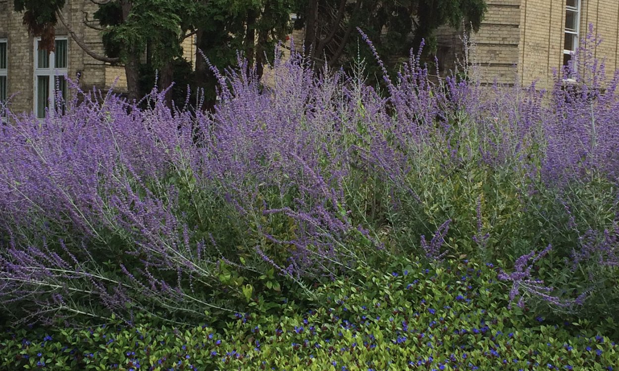 Перовския Лейси Блю