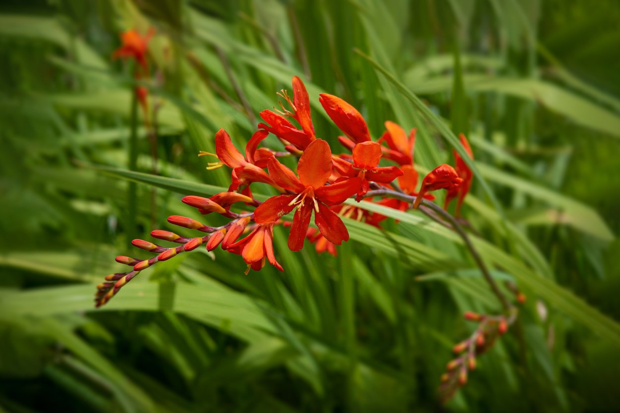 Монтбреция (крокосмия) - японский Гладиолус