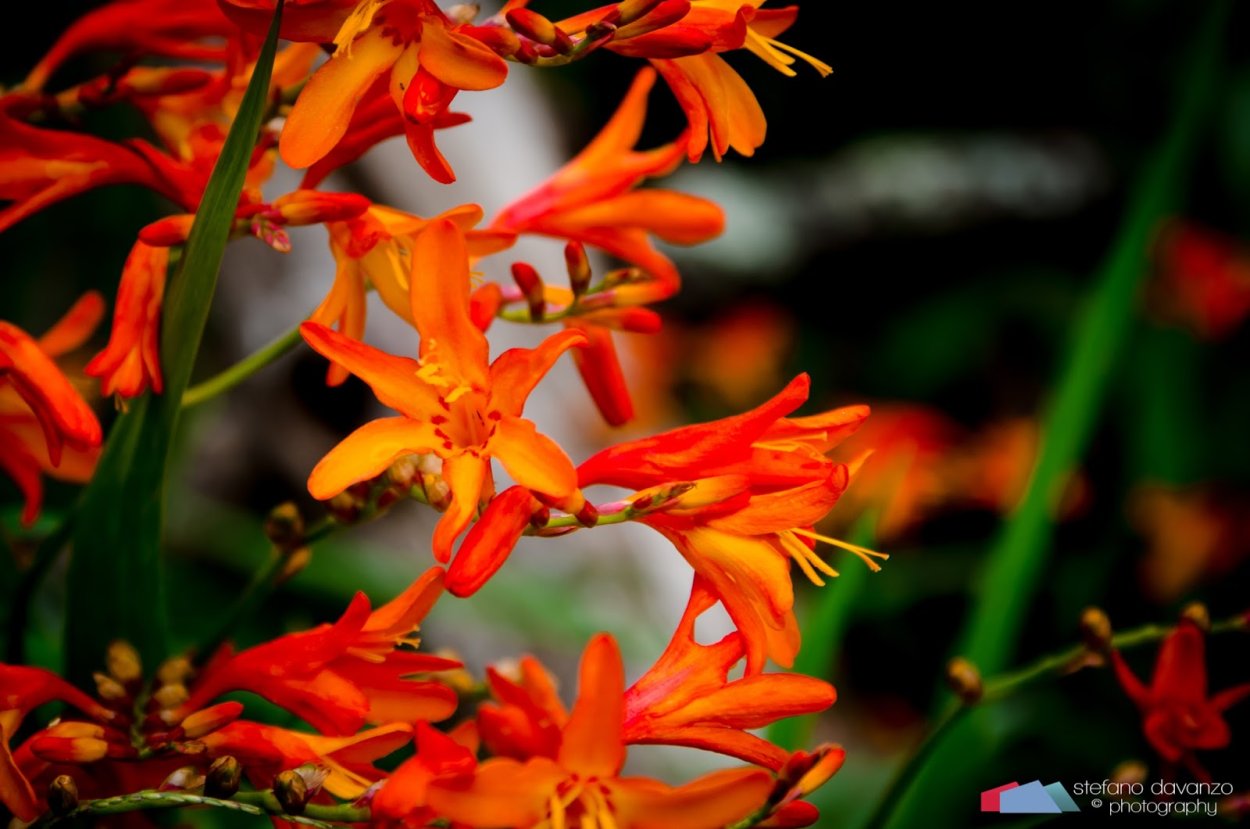 Крокосмия монтбреция