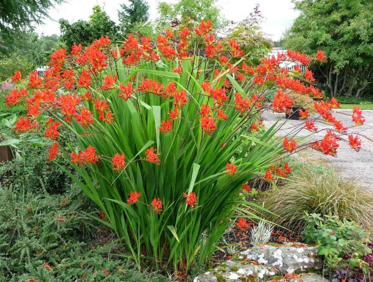 Крокосмия (Crocosmia)