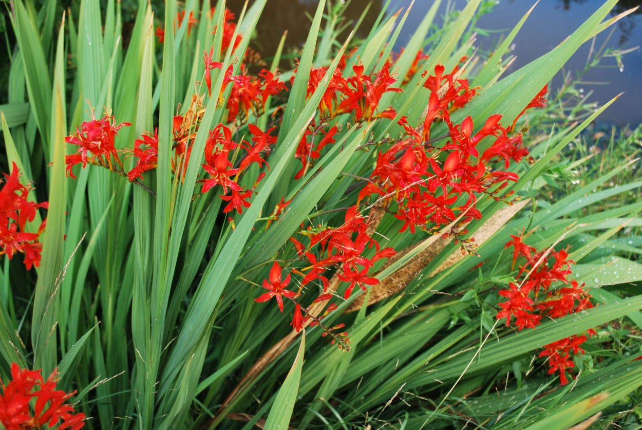 Крокосмия Люцифер