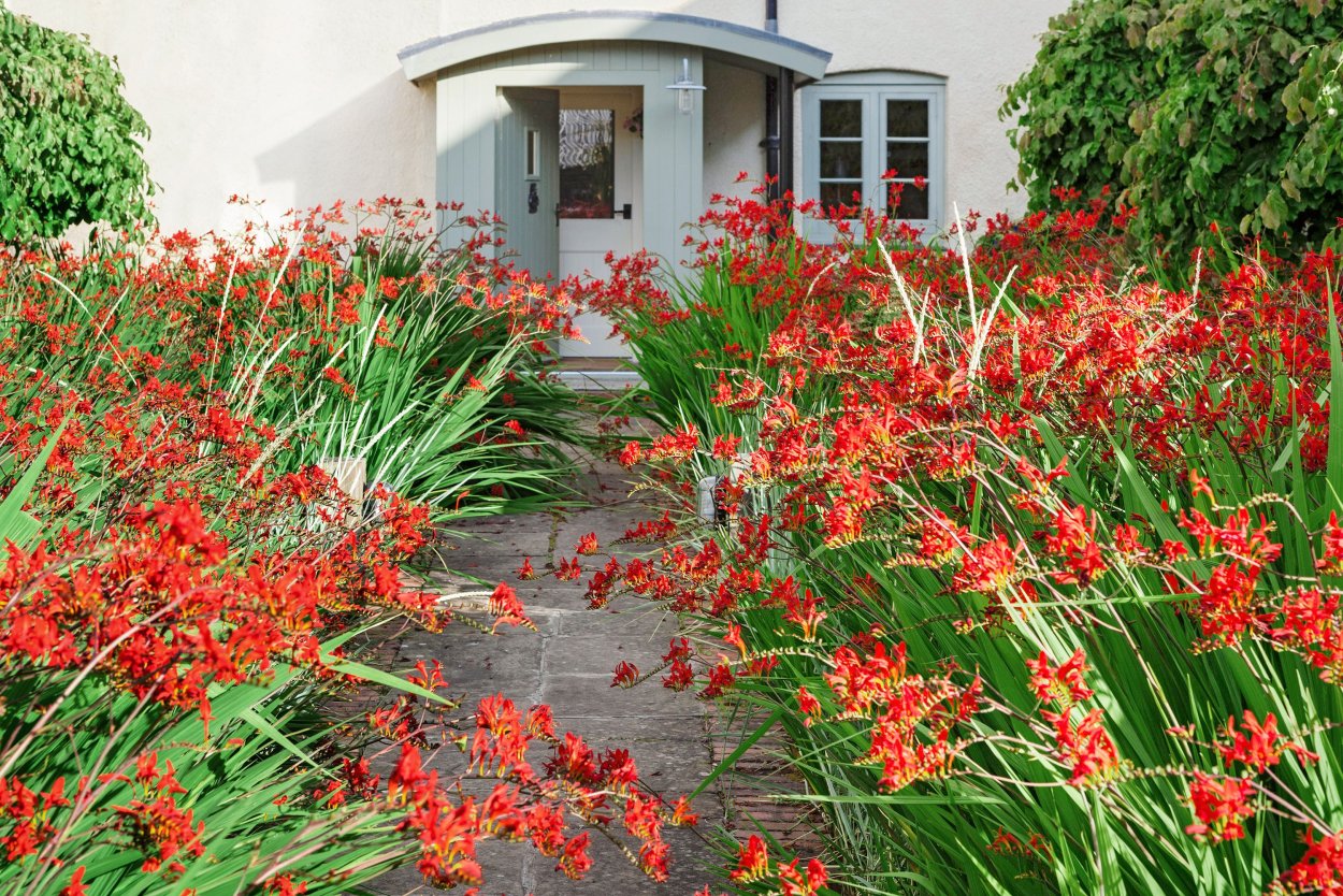 Крокосмия монтбреция