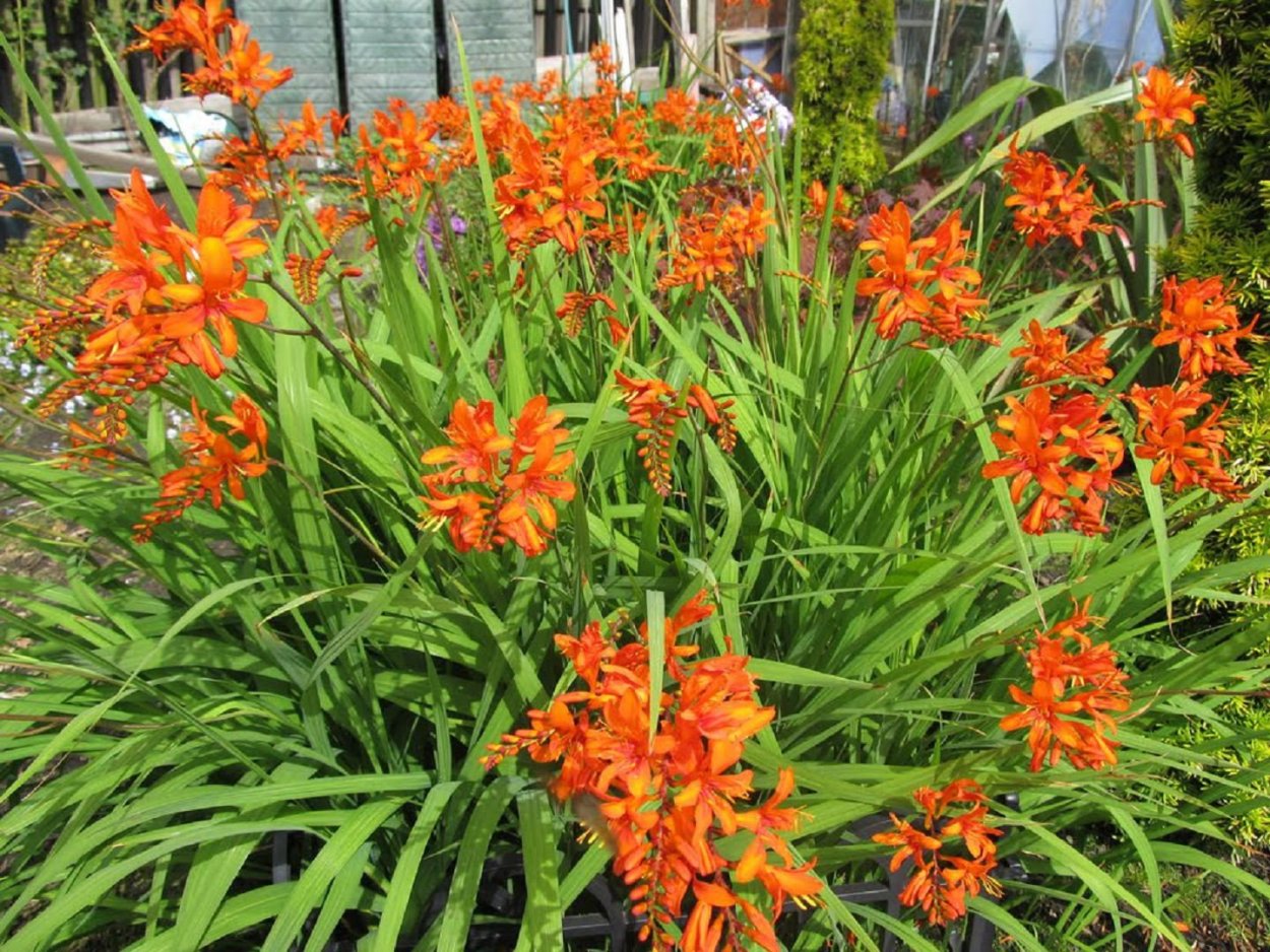 Японский Гладиолус монтбреция