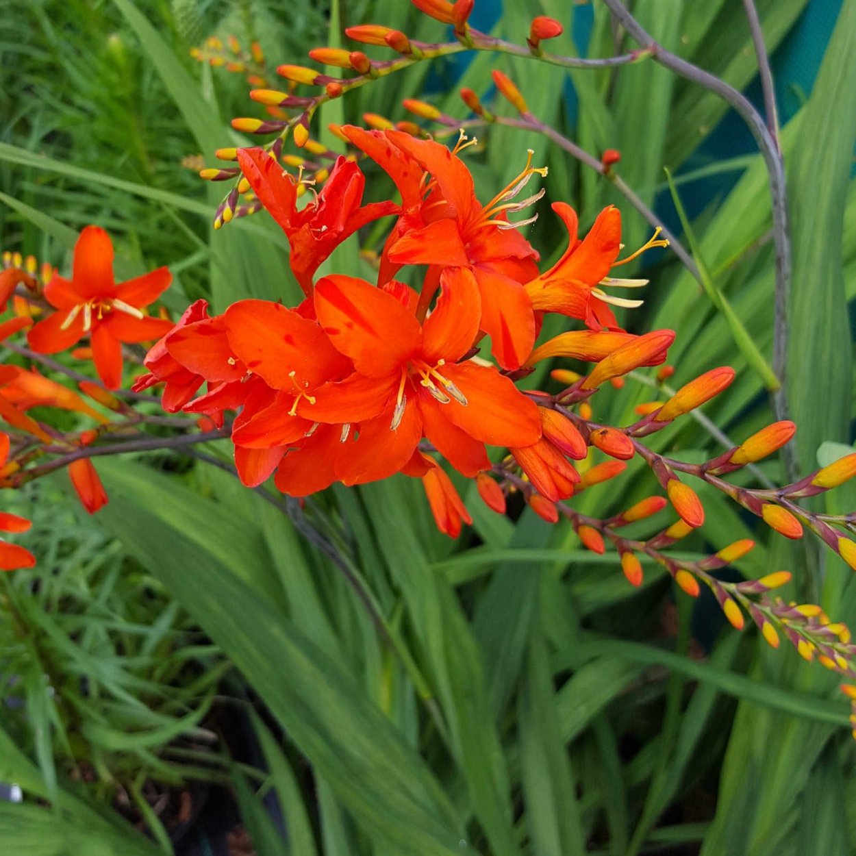 Монтбреция срезка