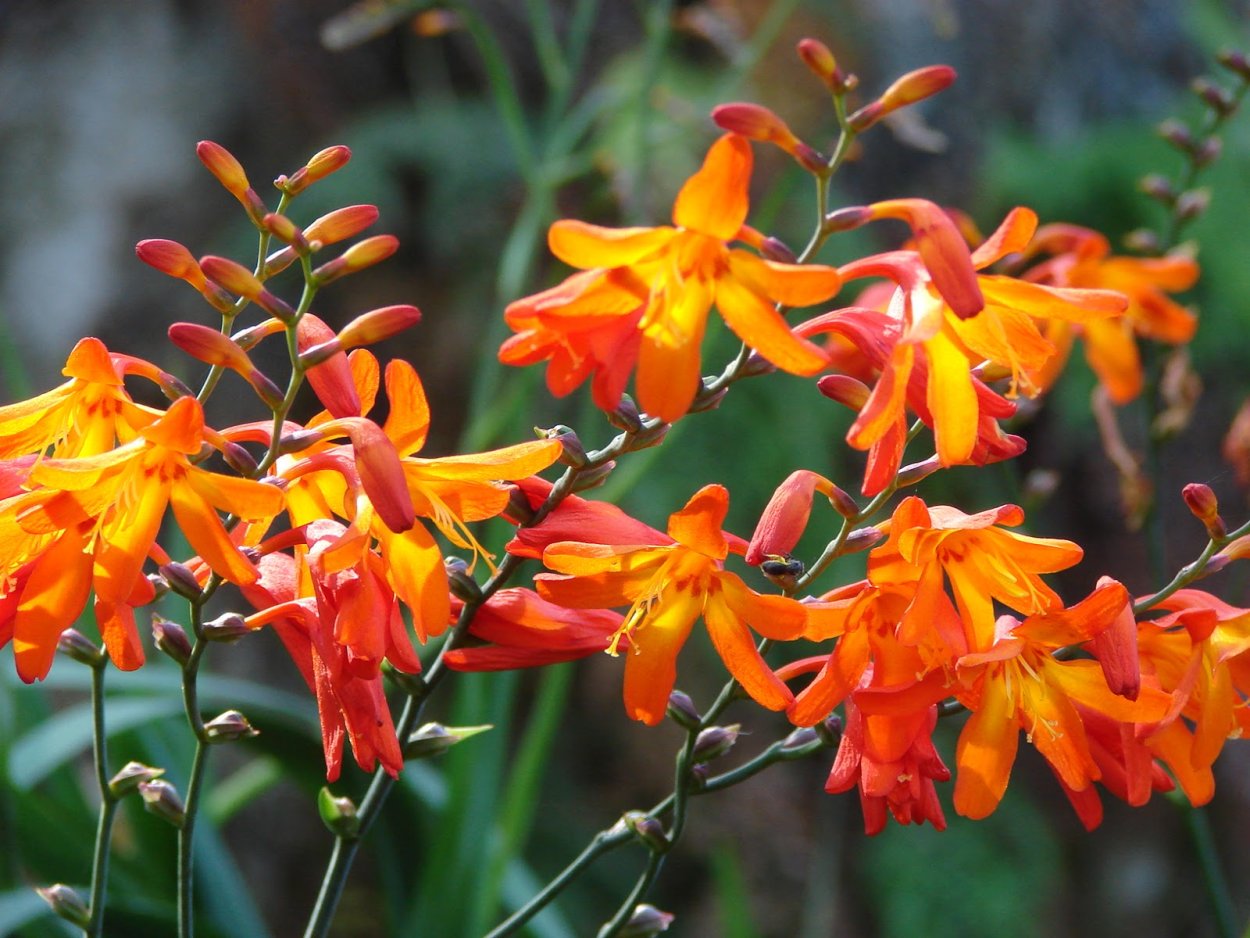 Японский Гладиолус монтбреция