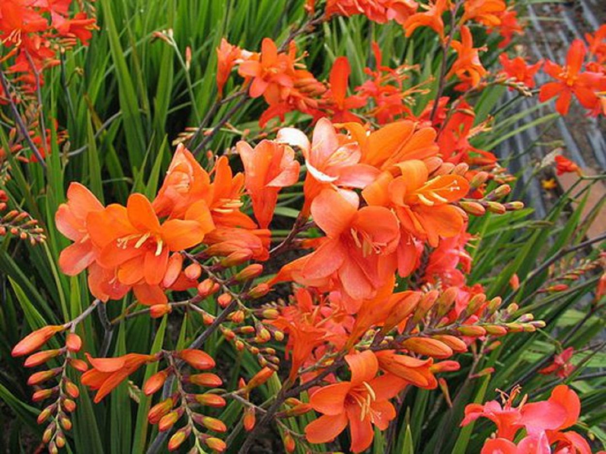 Crocosmia Okavango