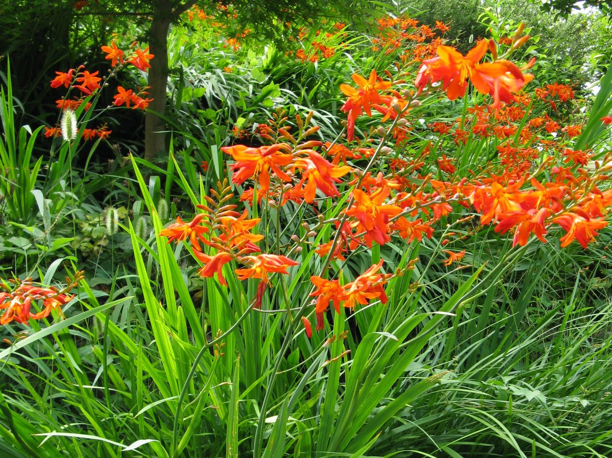 Crocosmia 'Norwich Canary'