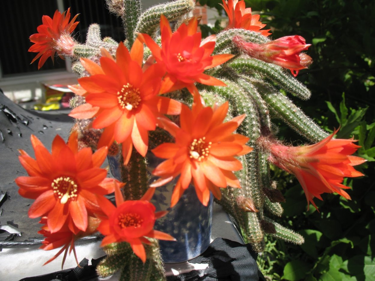 Эхинопсис Хамецереус