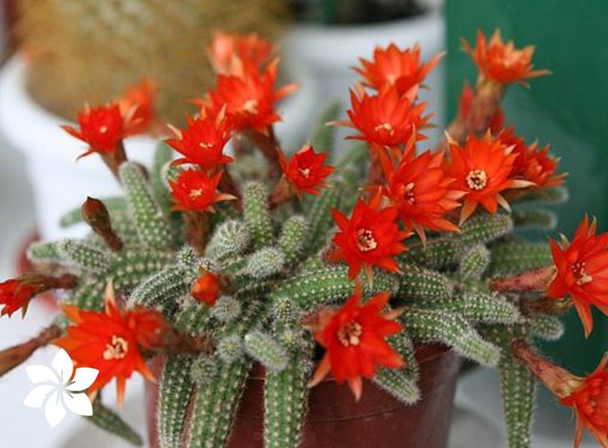 Хамецереус Сильвестри