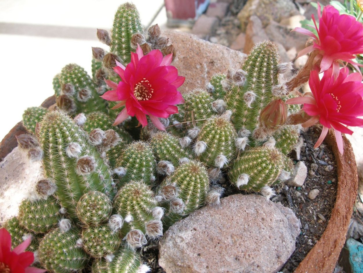 Суккулент делосперма