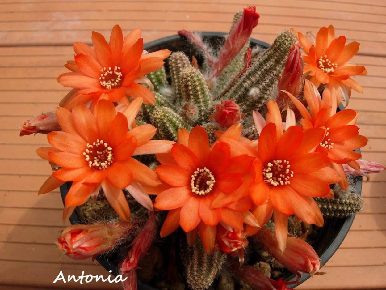 Хамецереус бутоны