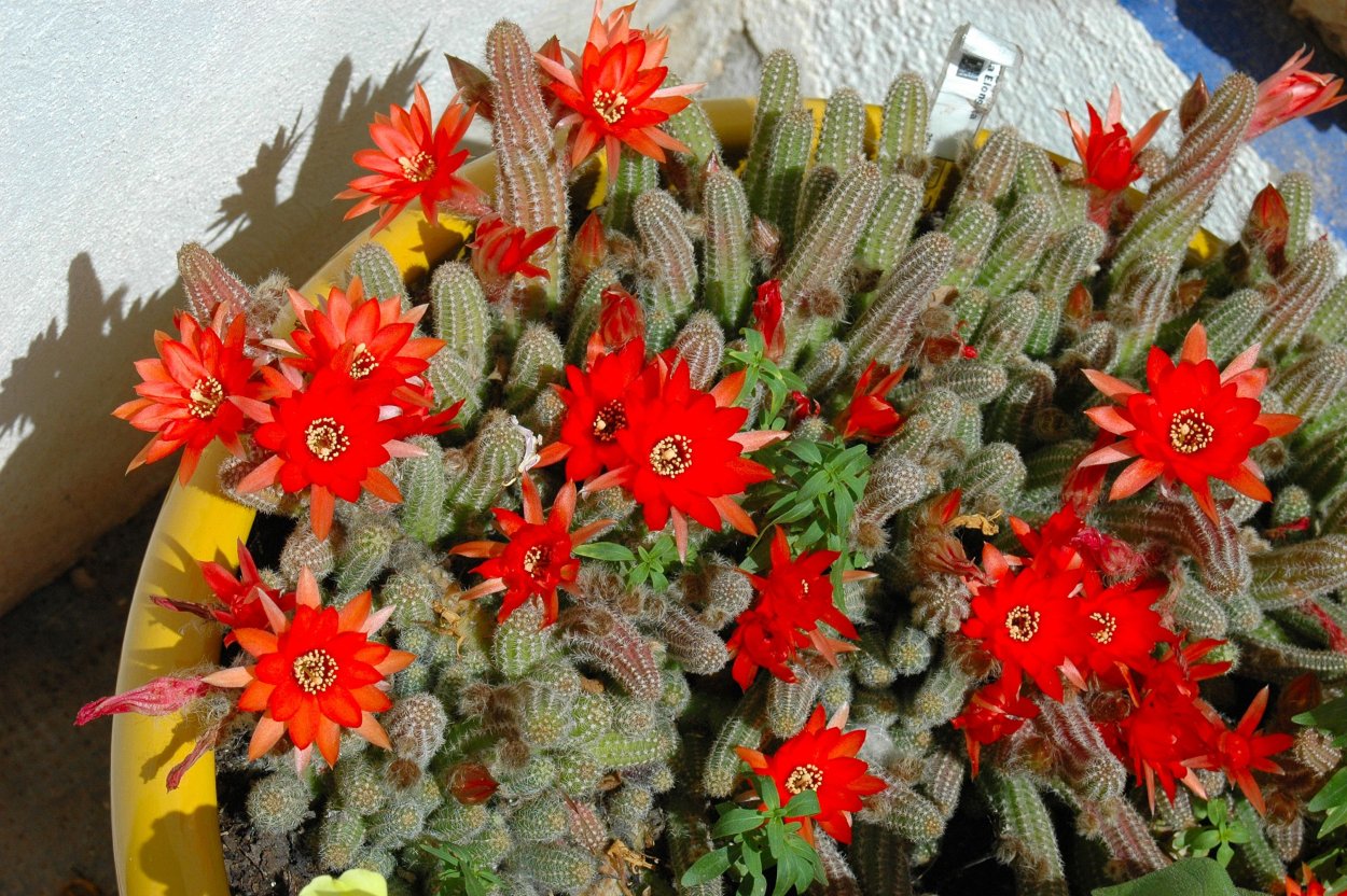 Хамецереус Сильвестри